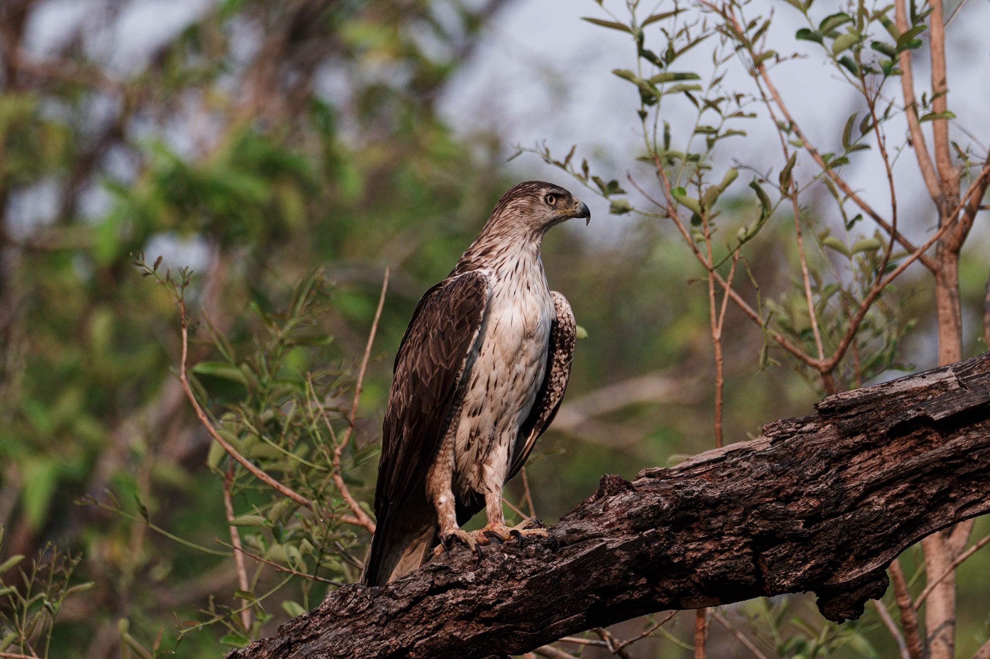 Birds of Prey