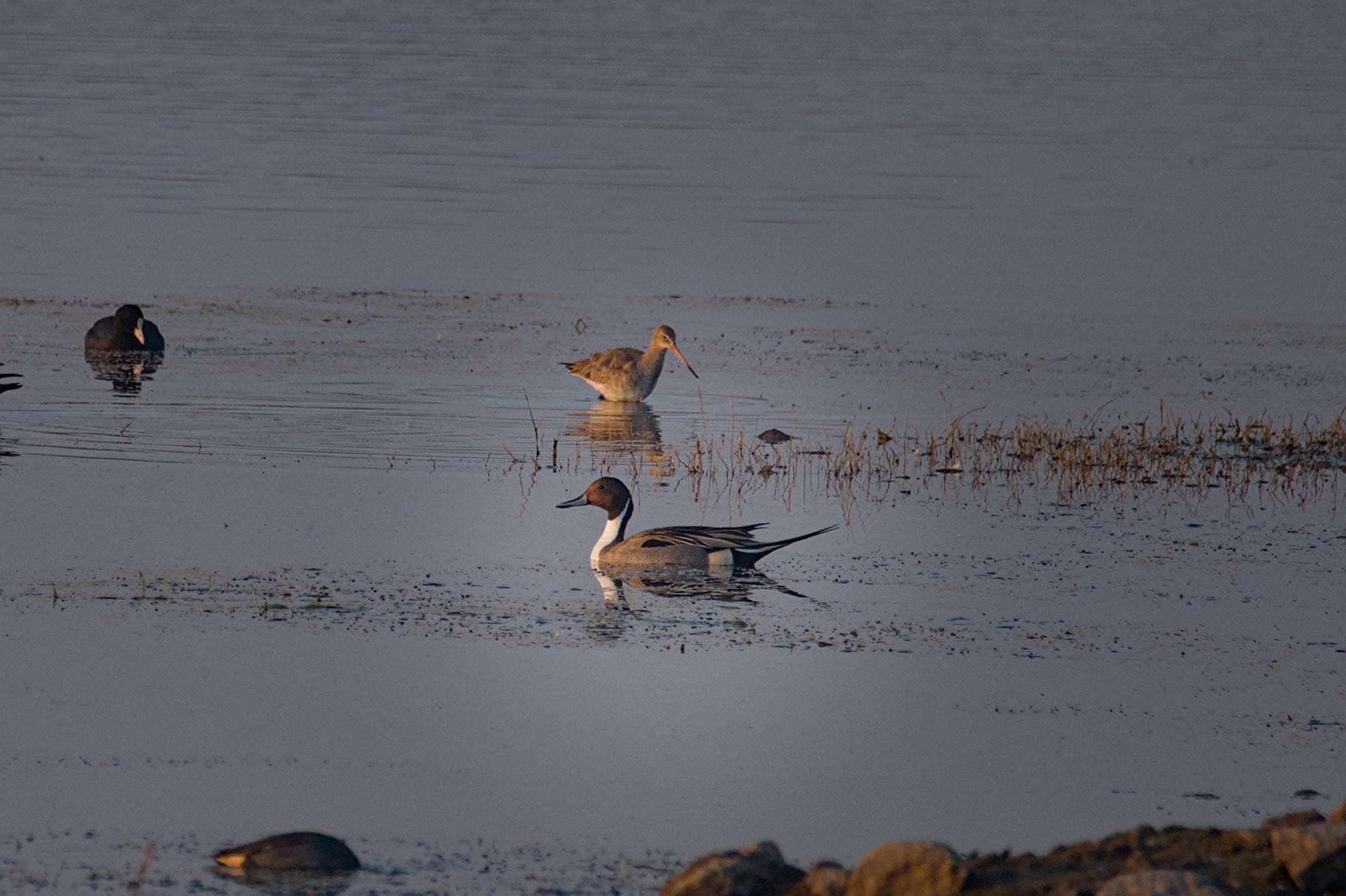 Birds of Gadhka