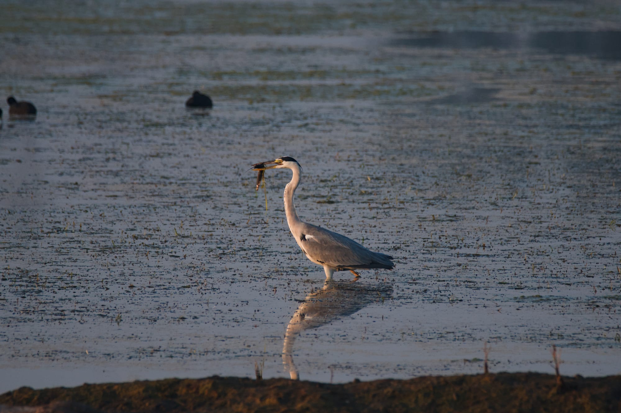 Birds of Gadhka