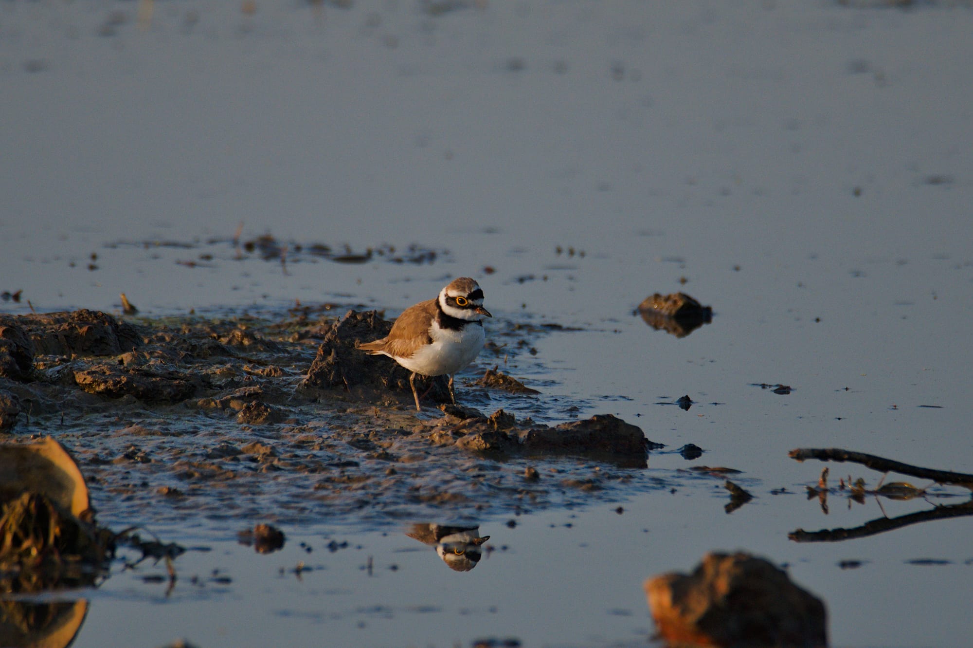 Birds of Gadhka