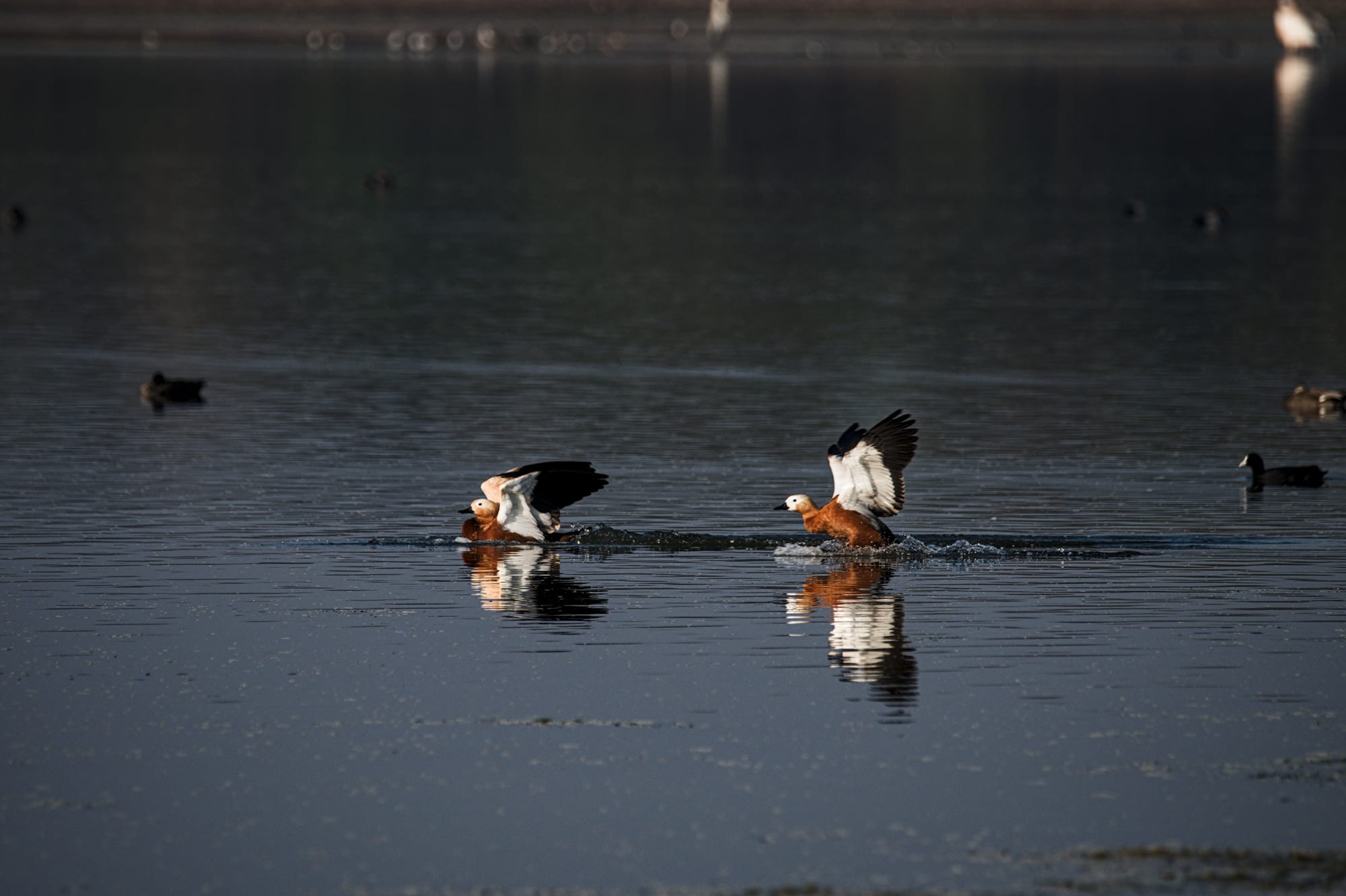 Birds of Gadhka