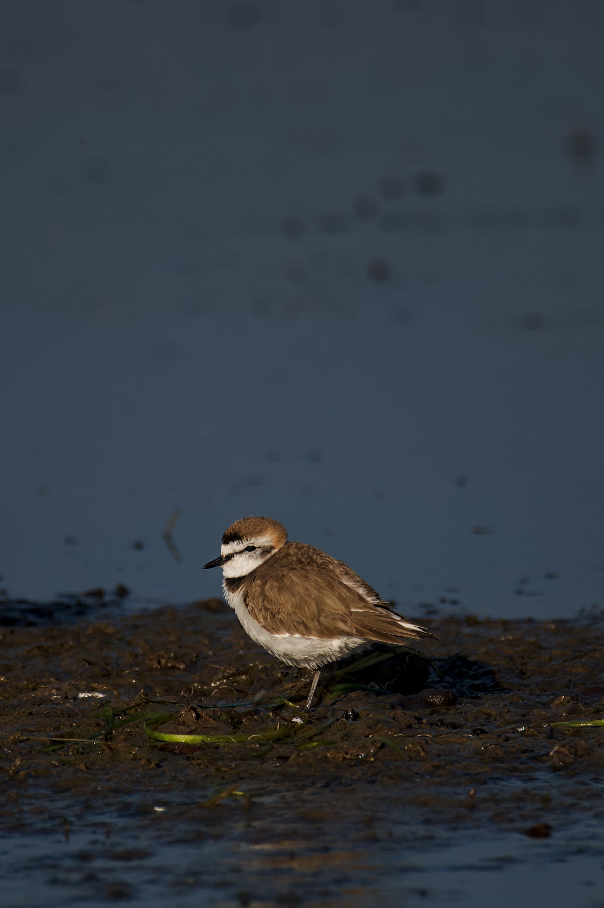 Birds of Gadhka