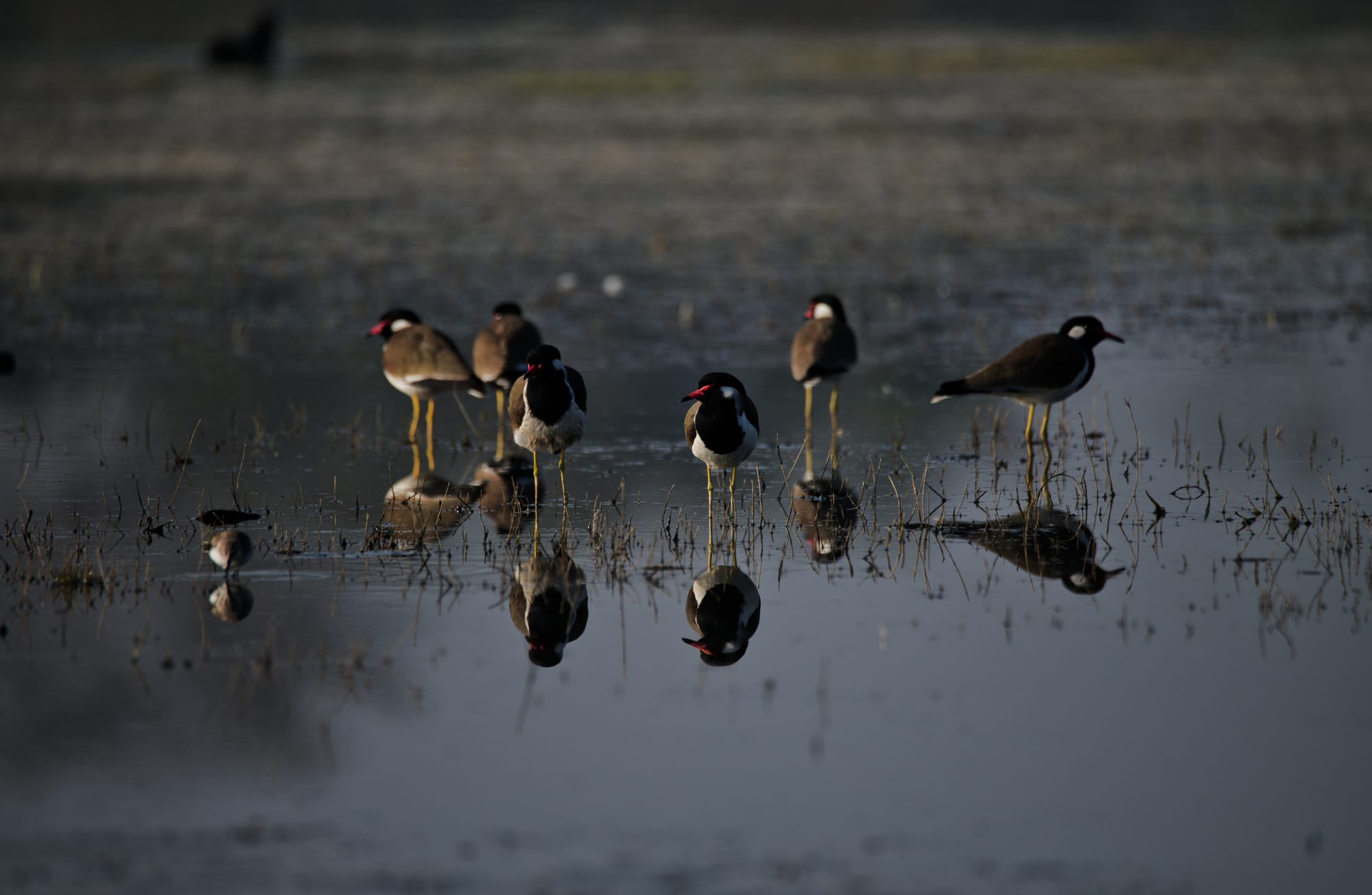 Birds of Gadhka