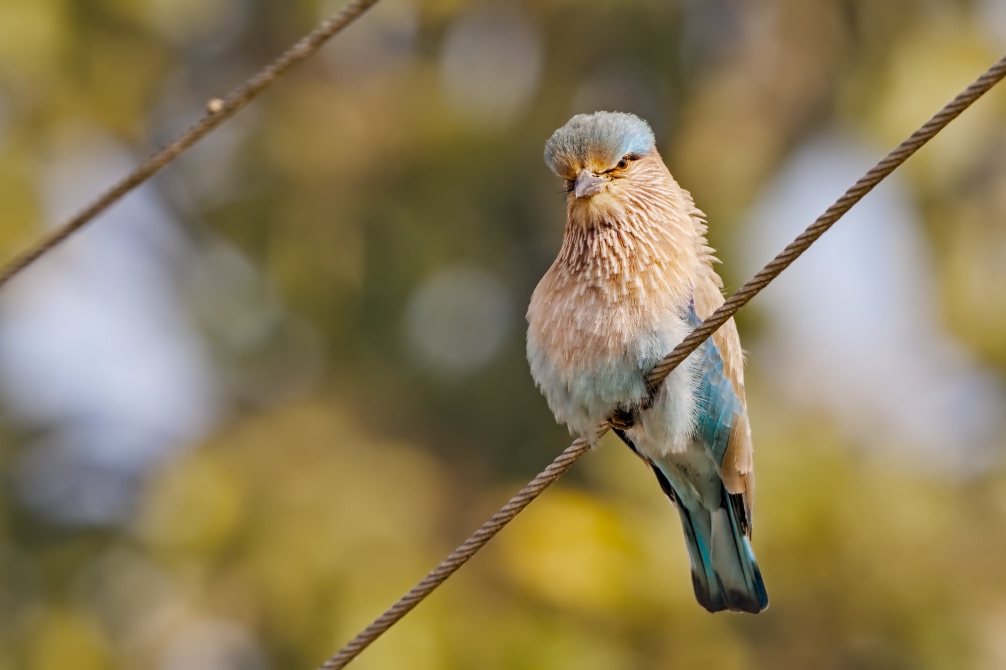 Indian Roller (ad benghalensis)