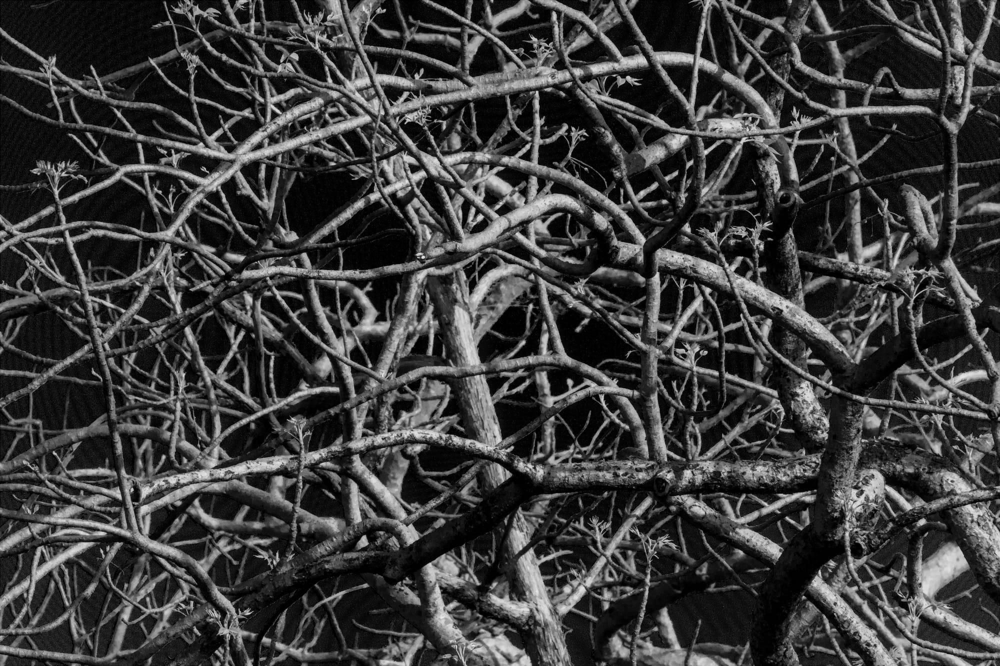 Images/Mohit Khodidas