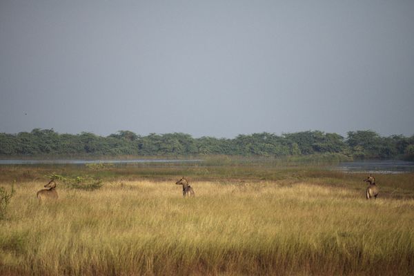 Khijadiya Bird Sanctuary