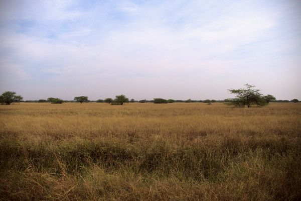 Blackbuck National Park, Velavadar