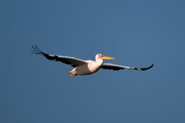 Great White Pelican