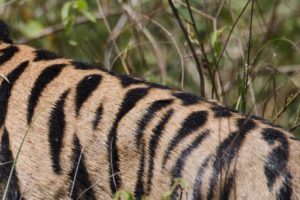 Tigers in the Bushes