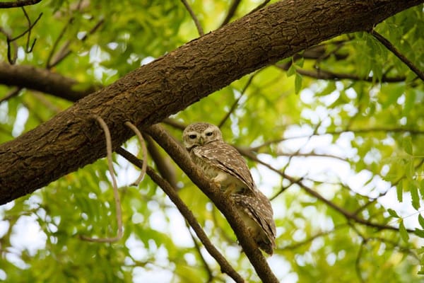 Common Birds of Jungles of Rajasthan