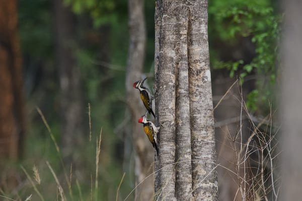 Black-rumped flameback