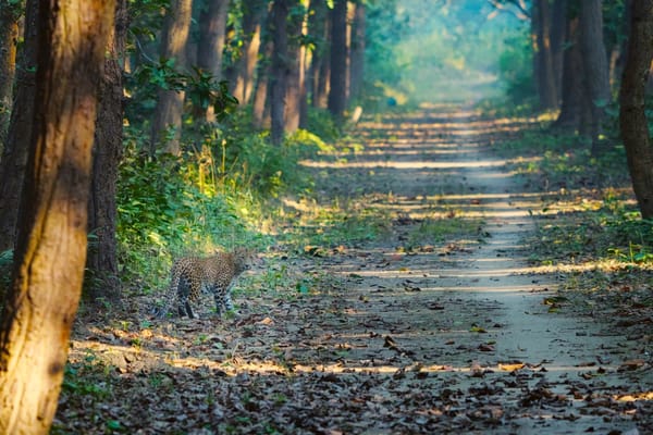 Leopard of Terai