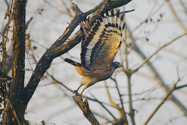 Crested Serpent Eagle