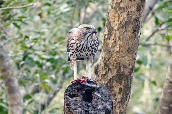 Changeable Hawk Eagle
