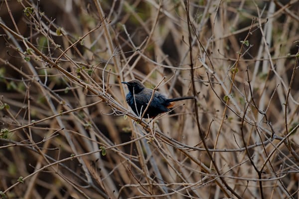 Birds of Vindhyas - I