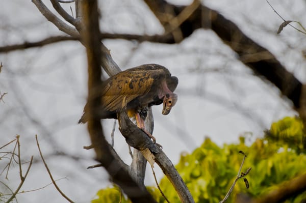 Birds of Vindhyas - II