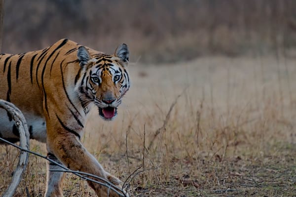 Day of the Tiger
