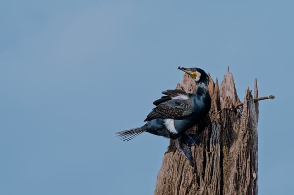 Birds of Nagarhole - I